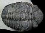 Bumpy Drotops Trilobite - Issoumour, Morocco #45612-2